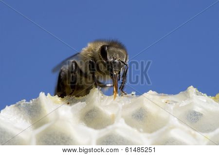 Honey Bee