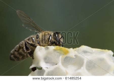 Honey Bee