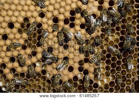 Honey Bees
