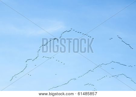 Migration Of Birds
