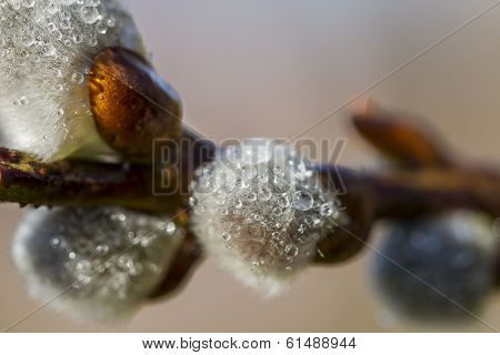 Pussy-willow In Spring