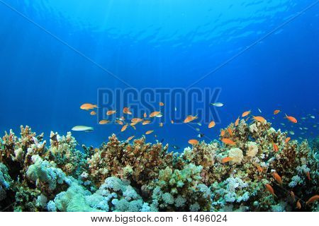 Coral Reef Underwater in Ocean