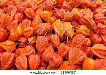 Physalis