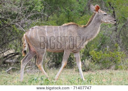 Greater Kudu Cowv