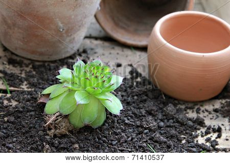 Houseleek