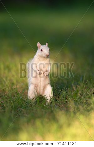 White Squirrel In Olney