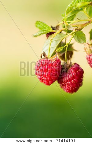 Raspberry. Raspberries. Growing Organic Berries