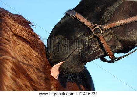 Black Horse Nuzzling Brown Horse