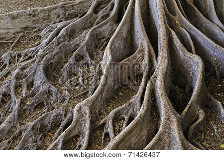 Exotic Roots