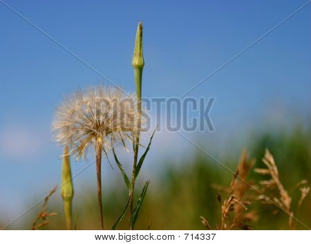 Пятнистая 1