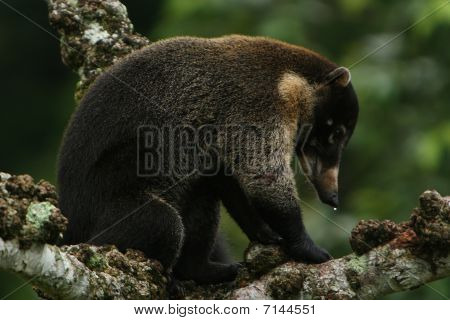 Coati
