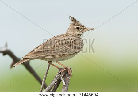 A Crested Lark (galerida Cristata) On An Exposed Perch