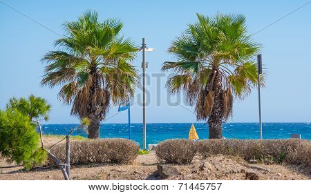 Palms In Poetto Beach