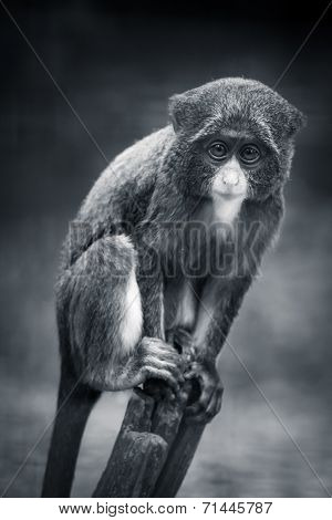 Baby De Brazza's Monkey