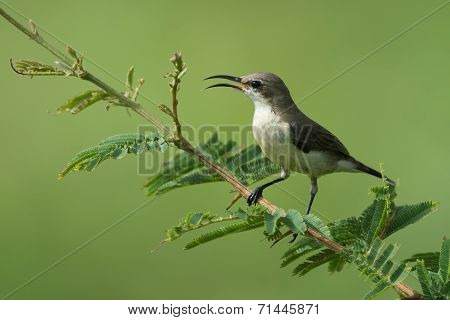 A Female Beautiful Sunbird (nectarinia Pulchella) Perched On A Branch