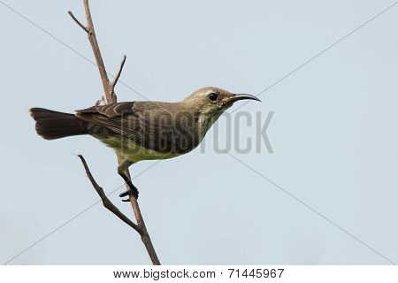 A Female Beautiful Sunbird (nectarinia Pulchella) Perched On A Branch