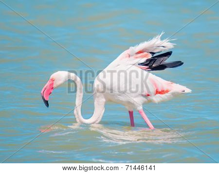 Flamingo In The Pond