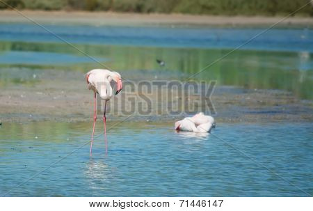 Pink Flamingos