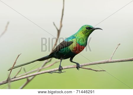 A Male Beautiful Sunbird (nectarinia Pulchella) In Full Breeding Plumage