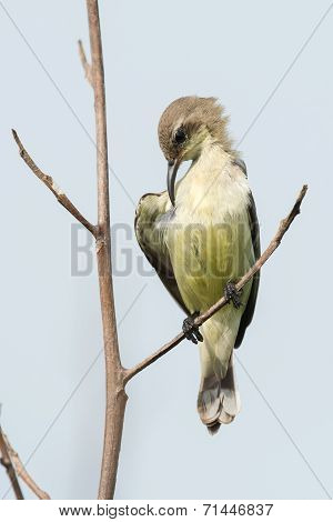 A Young Beautiful Sunbird (nectarinia Pulchella) Preening Its Chest