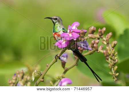 A Young Male Beautiful Sunbird (nectarinia Pulchella) Perched With Pink Flowers