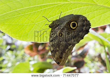 Beneath A Green Leaf Umbrella