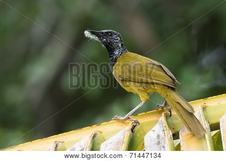 An Oriole Warbler (hypergerus Atriceps) On A Palm Leaf With Nest Material