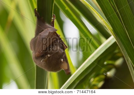 Peter's Dwarf Epauletted Fruit Bat (micropteropus Pusillus) Hanging On The Underside Of A Palm Leaf