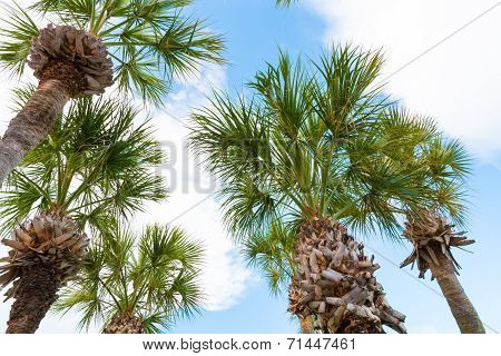 Palm Trees Against Blue Sky