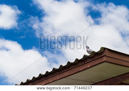Pigeon On Rooftop With Cloudy Sky Background