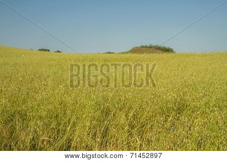 Wheat Field