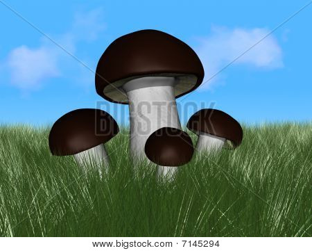Cogumelo