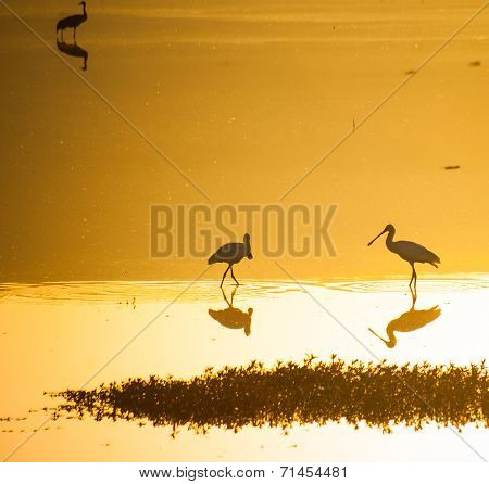 Agamon Hula Bird Refuge