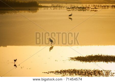 Agamon Hula Bird Refuge