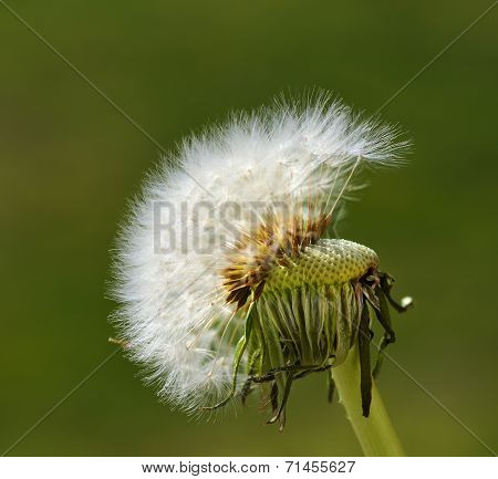 Dandelion