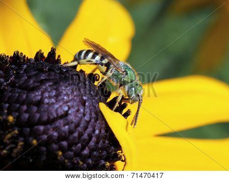 Metallic Green Bee Side View