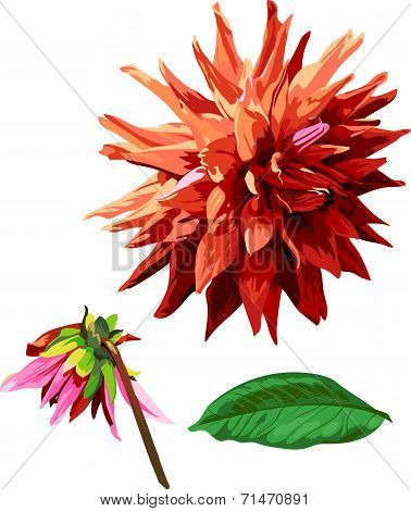 Set Of Georgina Flower And Leaves 2
