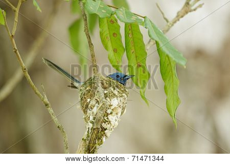 A Close Up Of Black-naped Monarch In Its Nest