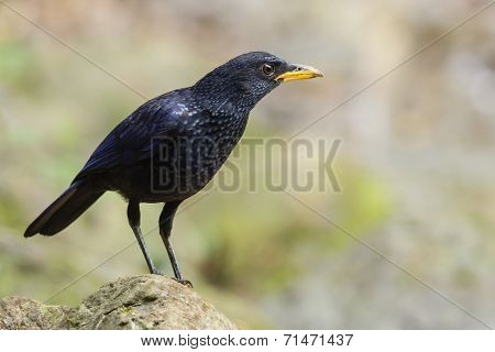 A Close Up Of A Blue Whistling-thrush Standing On The Rock