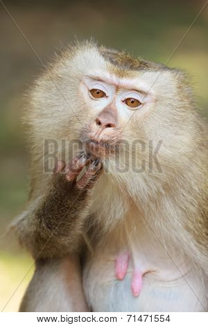A Close Up Of Pig-tailed Macaque (macaca Nemestrina)