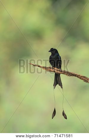 A Close Up Of Greater Racket-tailed Drongo Holding On The Branch Of Tree