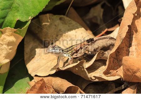A Close Up Of Baby Common Butterfly Lizard On The Dried Leaves
