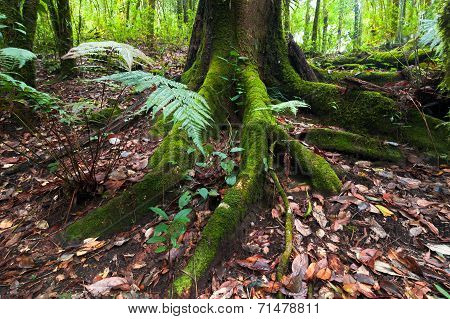 Mossy Roots Of Giant Tree And Fern Growing In Deep Mossy Tropical Rain Forest. Nature Background