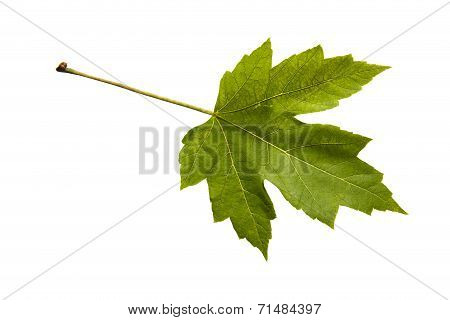 Silver Maple Leaf