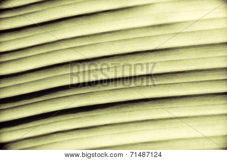 Close-up on Green banana leaf
