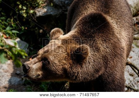 Brown bear