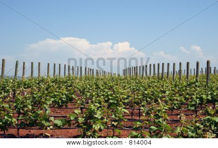 Rostoucí vinnou révou