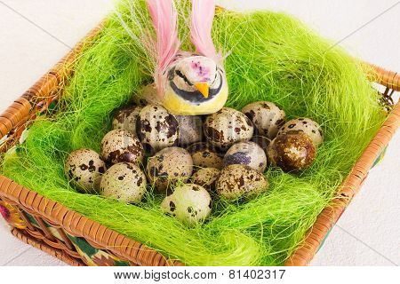 Bright bird sitting in a nest with Easter quail eggs on a white background