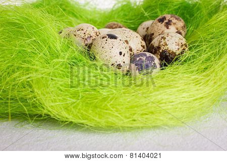 Easter green basket nest with quail eggs