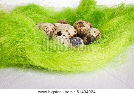 Easter green basket nest with quail eggs